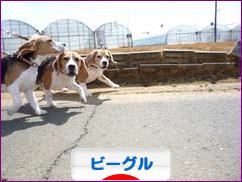 にほんブログ村 犬ブログ ビーグルへ