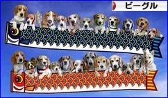 にほんブログ村 犬ブログ ビーグルへ