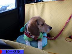 にほんブログ村 犬ブログ ビーグルへ