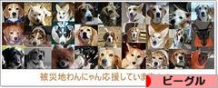 にほんブログ村 犬ブログ ビーグルへ