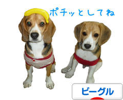 にほんブログ村 犬ブログ ビーグルへ
