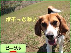 にほんブログ村 犬ブログ ビーグルへ