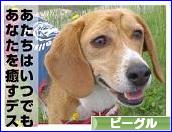 にほんブログ村 犬ブログ ビーグルへ