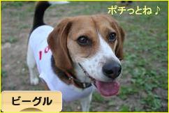 にほんブログ村 犬ブログ ビーグルへ