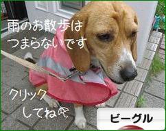 にほんブログ村 犬ブログ ビーグルへ