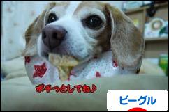 にほんブログ村 犬ブログ ビーグルへ