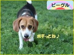 にほんブログ村 犬ブログ ビーグルへ