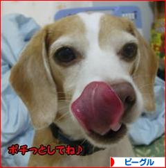 にほんブログ村 犬ブログ ビーグルへ