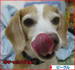 にほんブログ村 犬ブログ ビーグルへ
