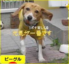 にほんブログ村 犬ブログ ビーグルへ