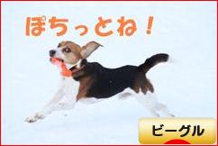 にほんブログ村 犬ブログ ビーグルへ