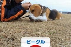 にほんブログ村 犬ブログ ビーグルへ