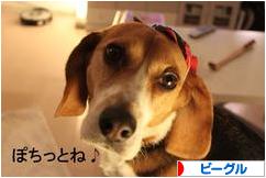 にほんブログ村 犬ブログ ビーグルへ