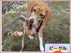 にほんブログ村 犬ブログ ビーグルへ