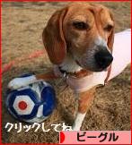 にほんブログ村 犬ブログ ビーグルへ