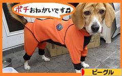 にほんブログ村 犬ブログ ビーグルへ