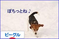 にほんブログ村 犬ブログ ビーグルへ