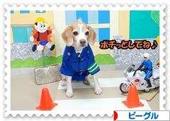 にほんブログ村 犬ブログ ビーグルへ