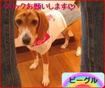 にほんブログ村 犬ブログ ビーグルへ