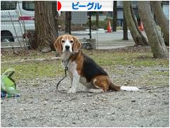 にほんブログ村 犬ブログ ビーグルへ