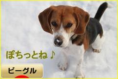 にほんブログ村 犬ブログ ビーグルへ