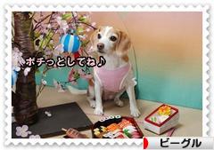にほんブログ村 犬ブログ ビーグルへ