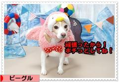 にほんブログ村 犬ブログ ビーグルへ