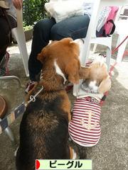 にほんブログ村 犬ブログ ビーグルへ