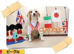 にほんブログ村 犬ブログ ビーグルへ