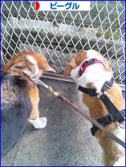 にほんブログ村 犬ブログ ビーグルへ