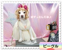 にほんブログ村 犬ブログ ビーグルへ
