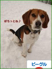 にほんブログ村 犬ブログ ビーグルへ