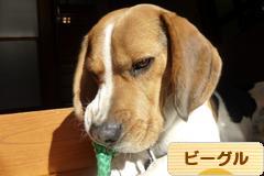 にほんブログ村 犬ブログ ビーグルへ