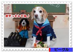 にほんブログ村 犬ブログ ビーグルへ