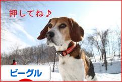 にほんブログ村 犬ブログ ビーグルへ