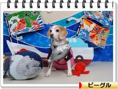にほんブログ村 犬ブログ ビーグルへ