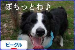 にほんブログ村 犬ブログ ビーグルへ