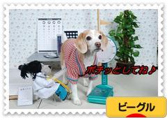 にほんブログ村 犬ブログ ビーグルへ