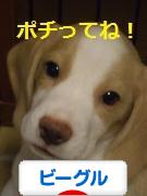 にほんブログ村 犬ブログ ビーグルへ