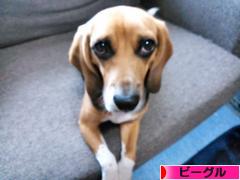 にほんブログ村 犬ブログ ビーグルへ