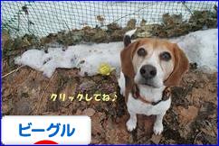 にほんブログ村 犬ブログ ビーグルへ