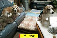 にほんブログ村 犬ブログ ビーグルへ