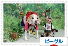 にほんブログ村 犬ブログ ビーグルへ