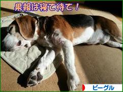 にほんブログ村 犬ブログ ビーグルへ