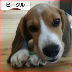 にほんブログ村 犬ブログ ビーグルへ