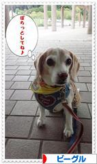 にほんブログ村 犬ブログ ビーグルへ