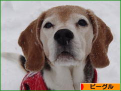 にほんブログ村 犬ブログ ビーグルへ