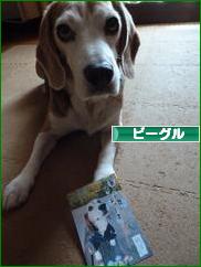 にほんブログ村 犬ブログ ビーグルへ