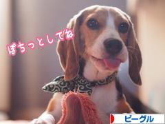 にほんブログ村 犬ブログ ビーグルへ