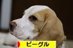にほんブログ村 犬ブログ ビーグルへ